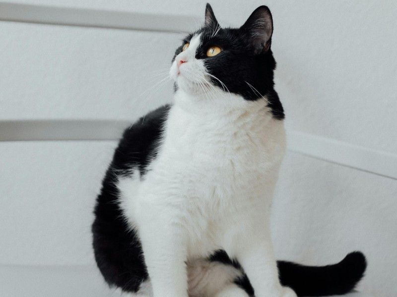 Black and White Cat