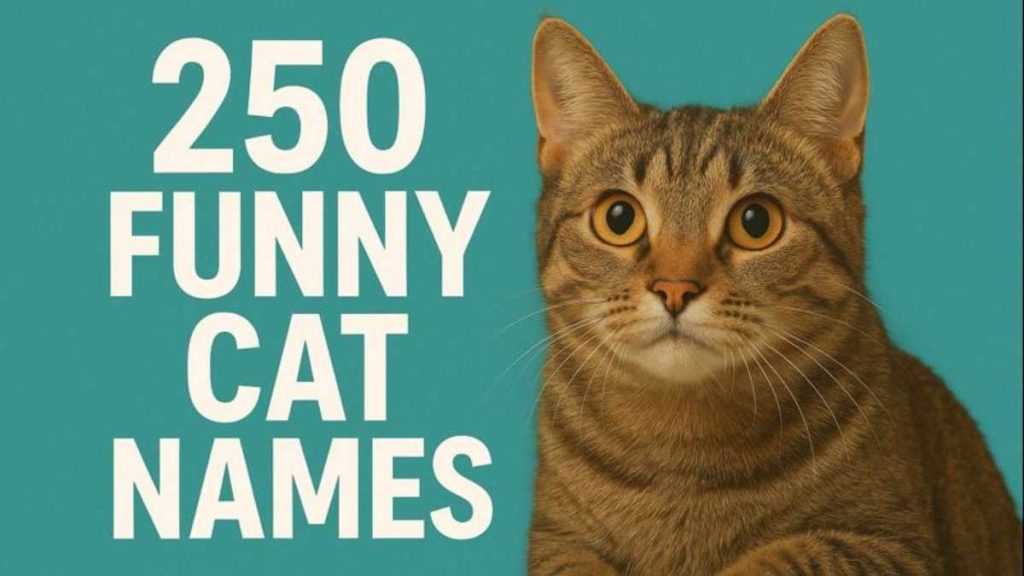 250 Funny Cat Names