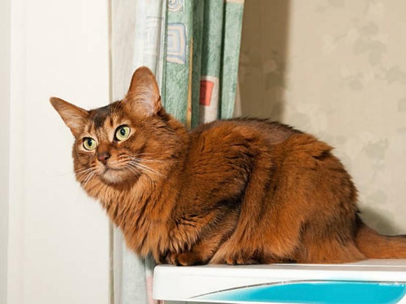 Somali Cat