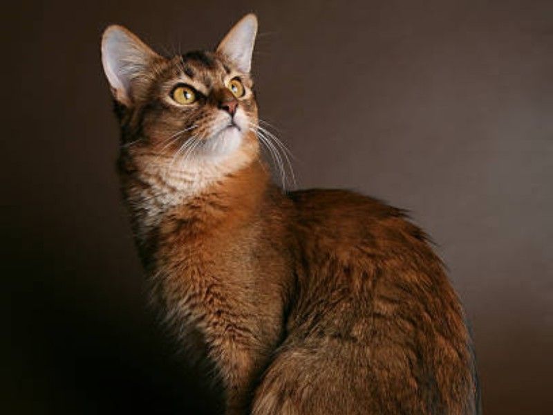 Somali Cat