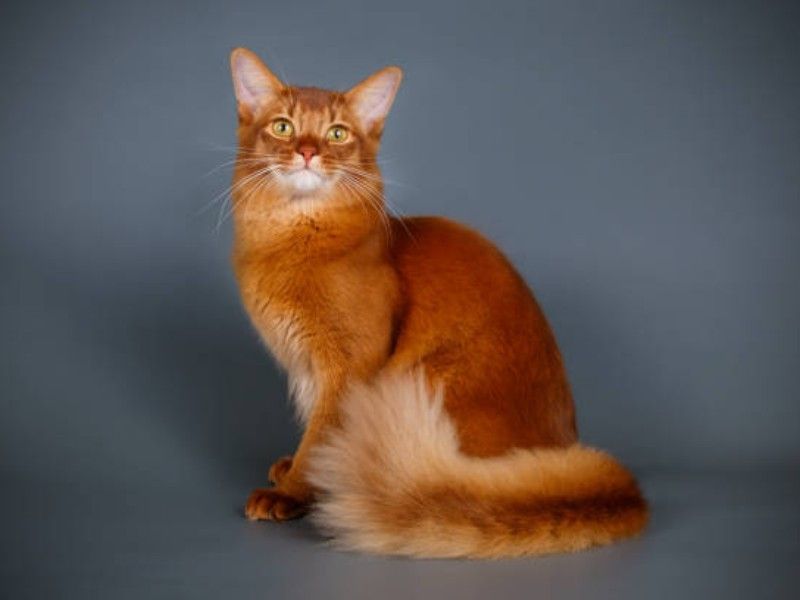 Somali Cat