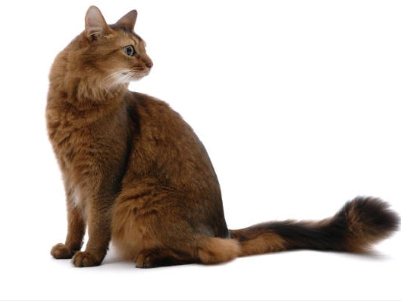 Somali Cat