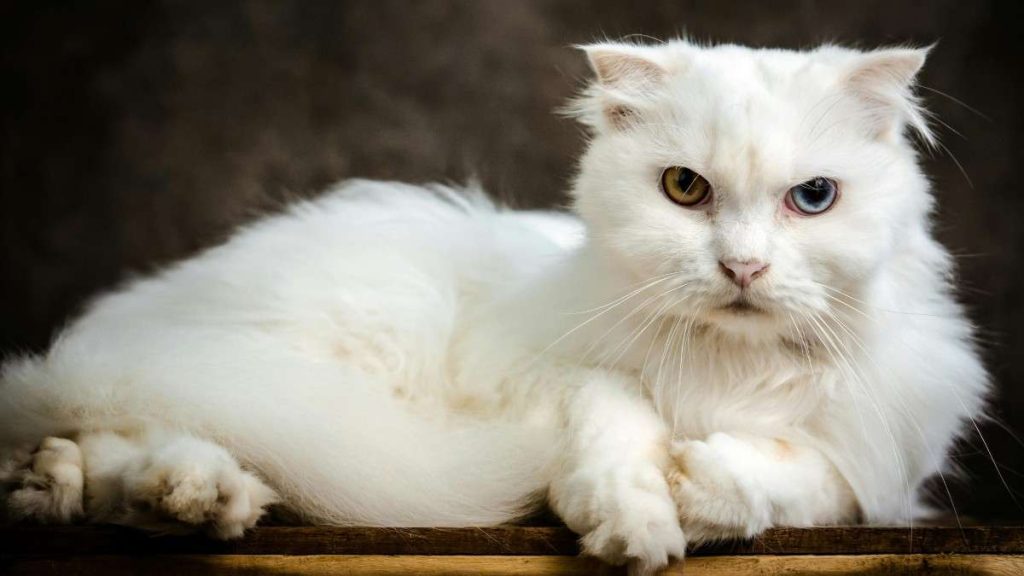 Chinchilla Cat Breed