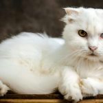 Chinchilla Cat Breed