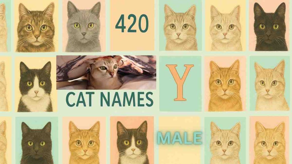 Male Cat Names