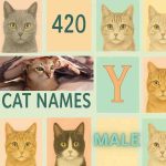 Male Cat Names