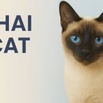 Thai Cat