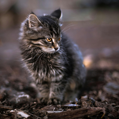 Norwegian Forest Cat 