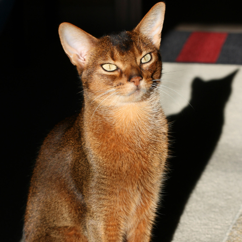 Abyssinian Cat