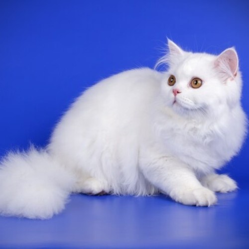 Exploring Cat Breeds in the World