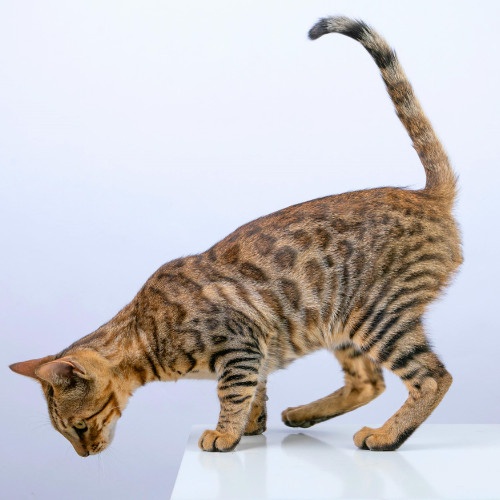 Bengal Cat