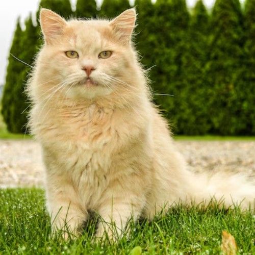 Exploring Cat Breeds in the World