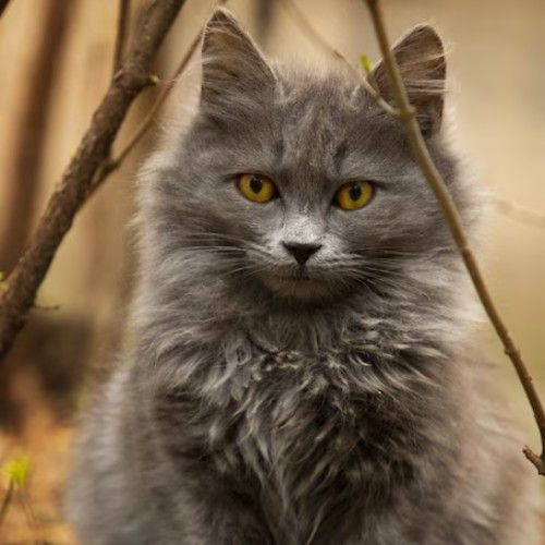 Exploring Cat Breeds in the World