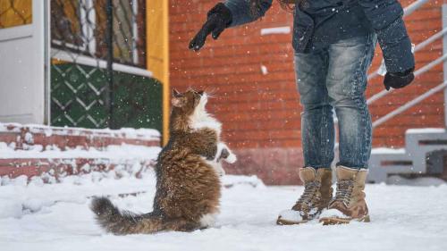 Norwegian Forest Cat