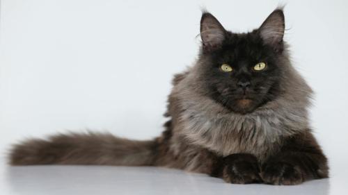 Maine Coon 