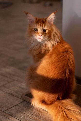 Brown Persian Cat