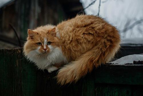 Siberian Cat 